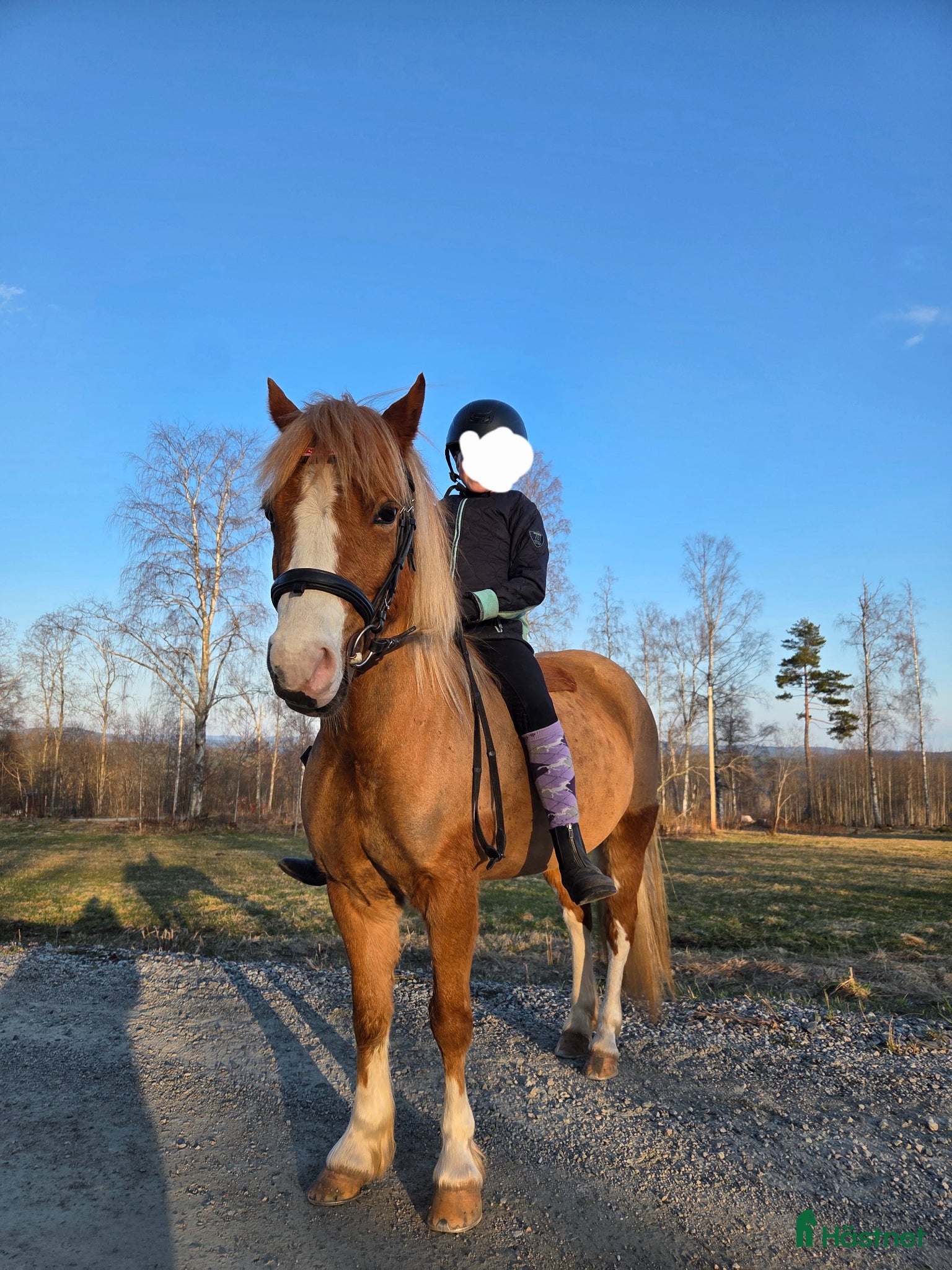  hästar Sött whelssto, barnponny. - Annons 18