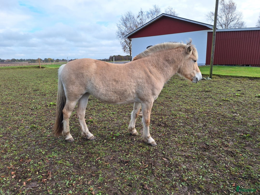 Allround hästar till salu: Trevligt 3 års sto. i Hörby - Annons 2