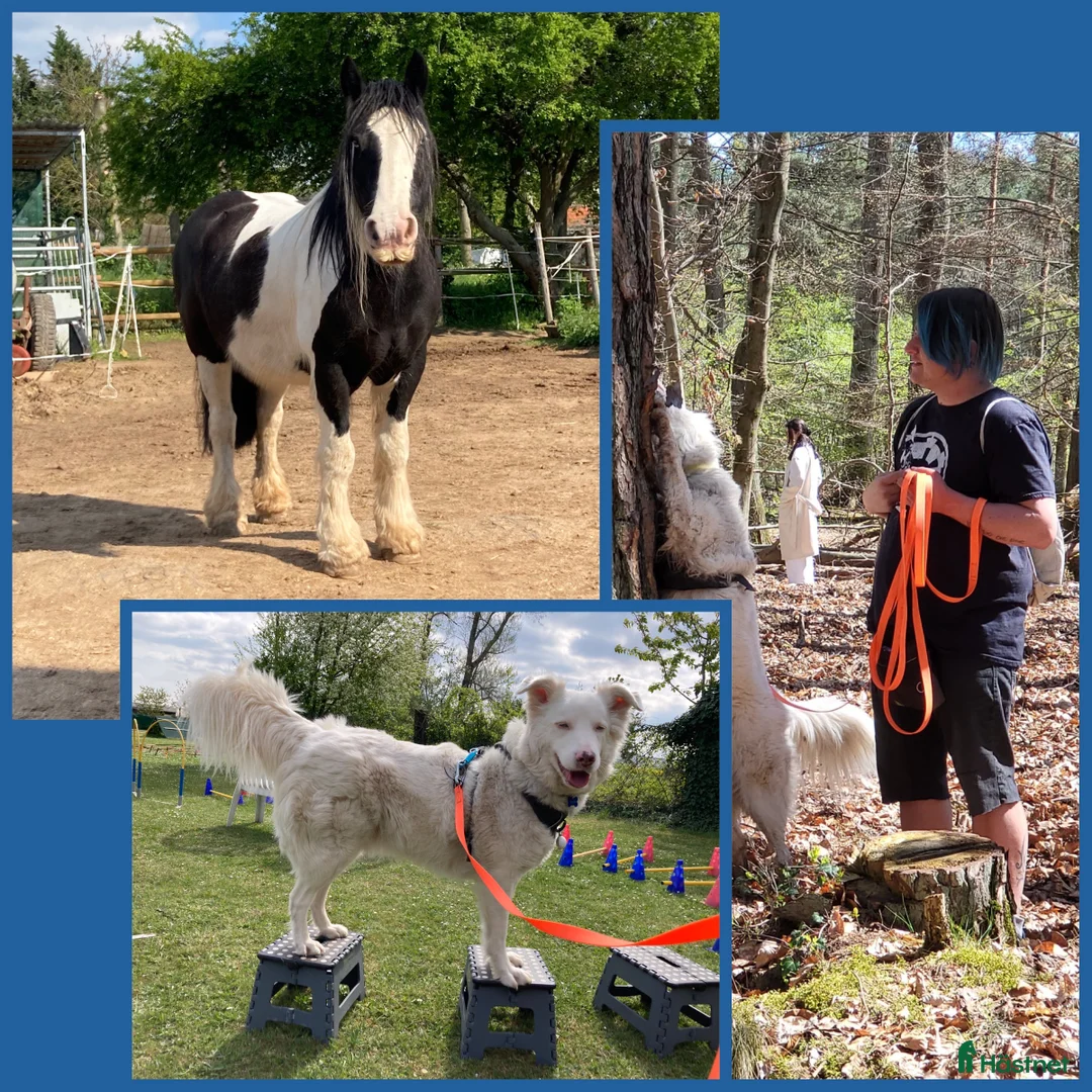 Galleribild {{count}}