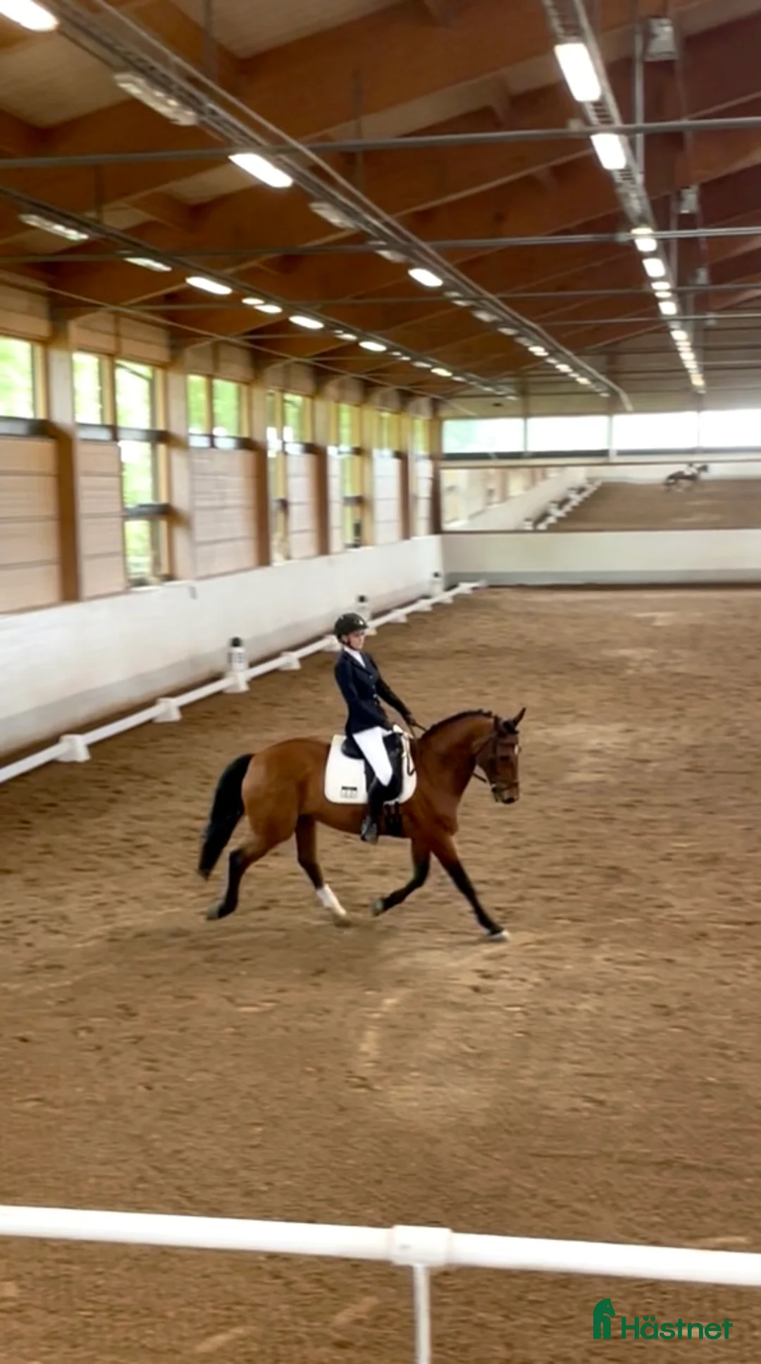 Allround hästar till salu: Lyxig läromästare med meriter i Täby - Annons 2