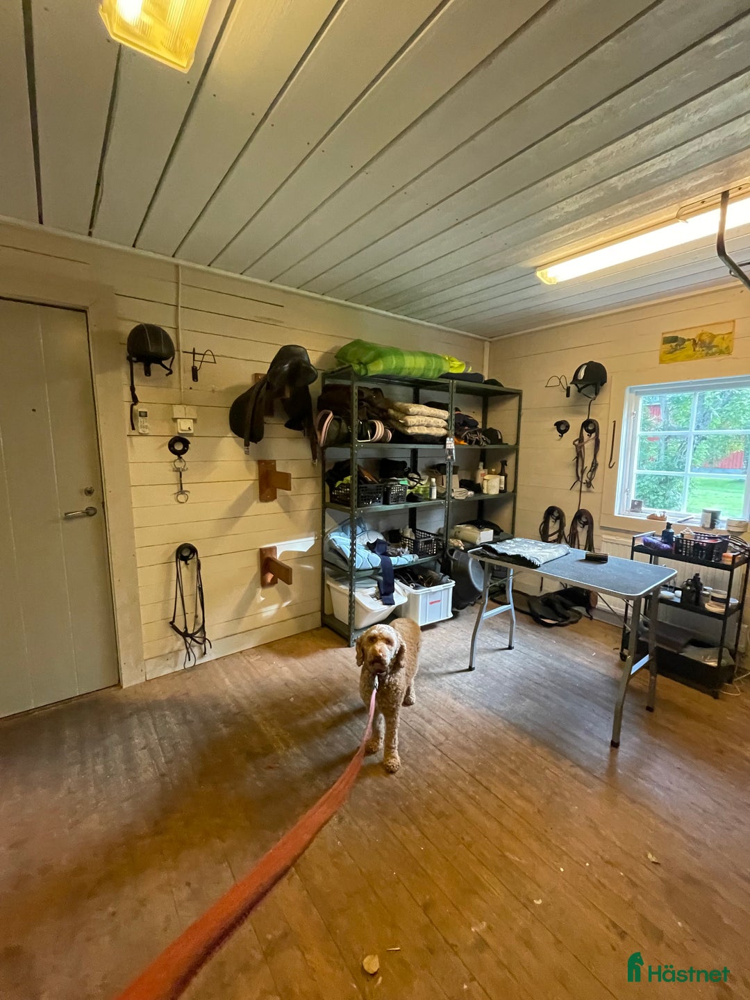  stallplats finnes: Lösdriftsplats med box i Ström i Umeå - Annons 5