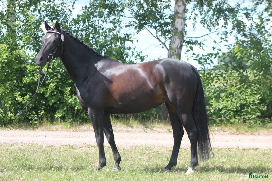 Hoppning hästar till salu: En vacker och känslig ponny med mycket kapacitet i Sköllersta - Annons 3