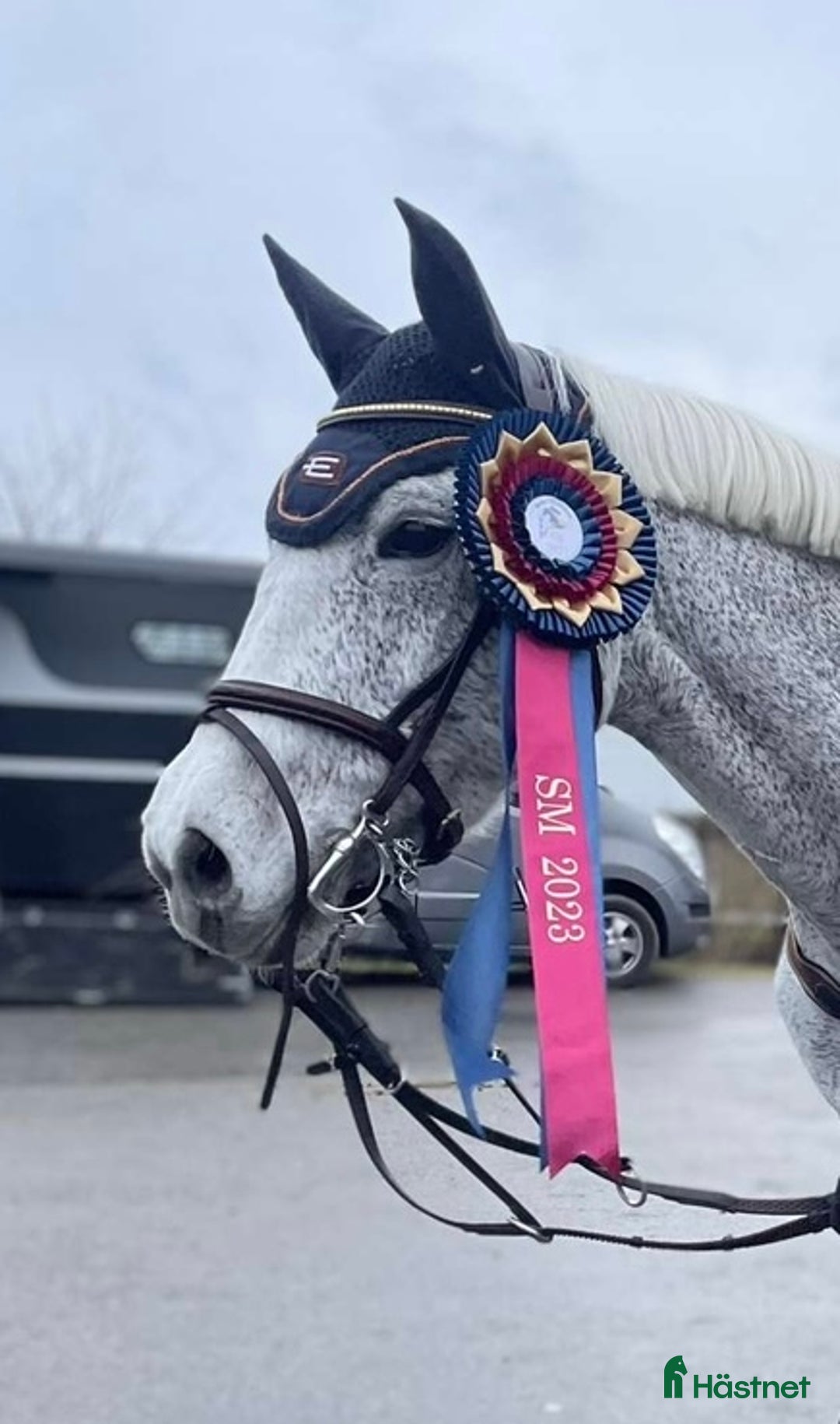 Hoppning hästar till salu: ⭐️Dolce Vita⭐️ i Njurunda - Annons 1