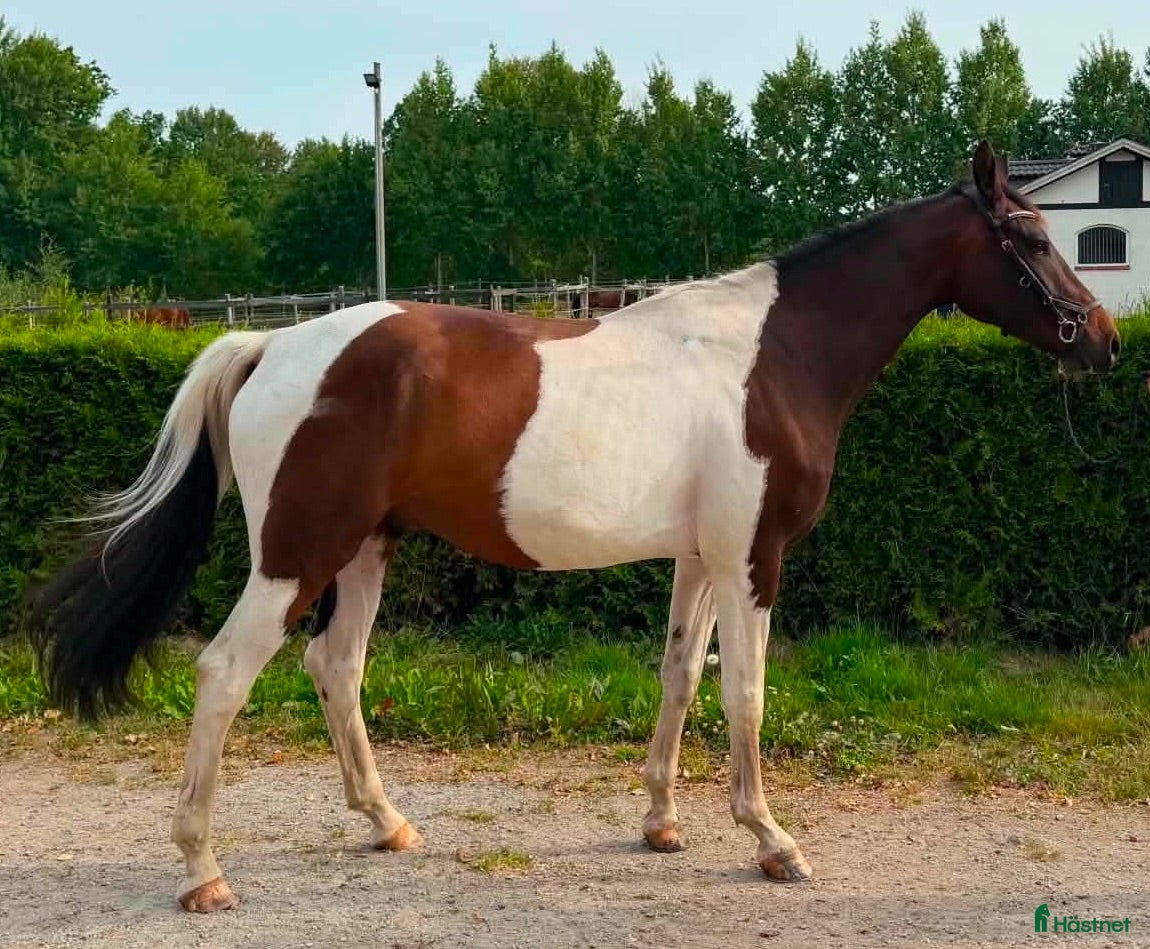  hästar Cool 3-årig valack  - Annons 2