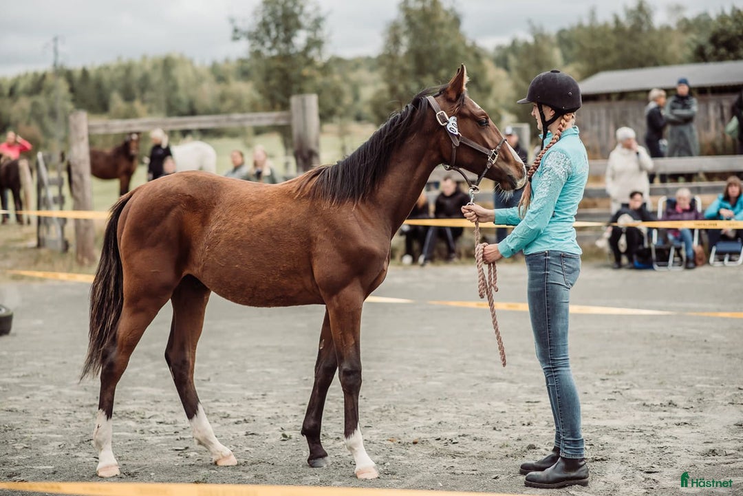  hästjobb finnes: Inridning, tillridning, grundhantering,lastträning i Vinninga - Annons 5