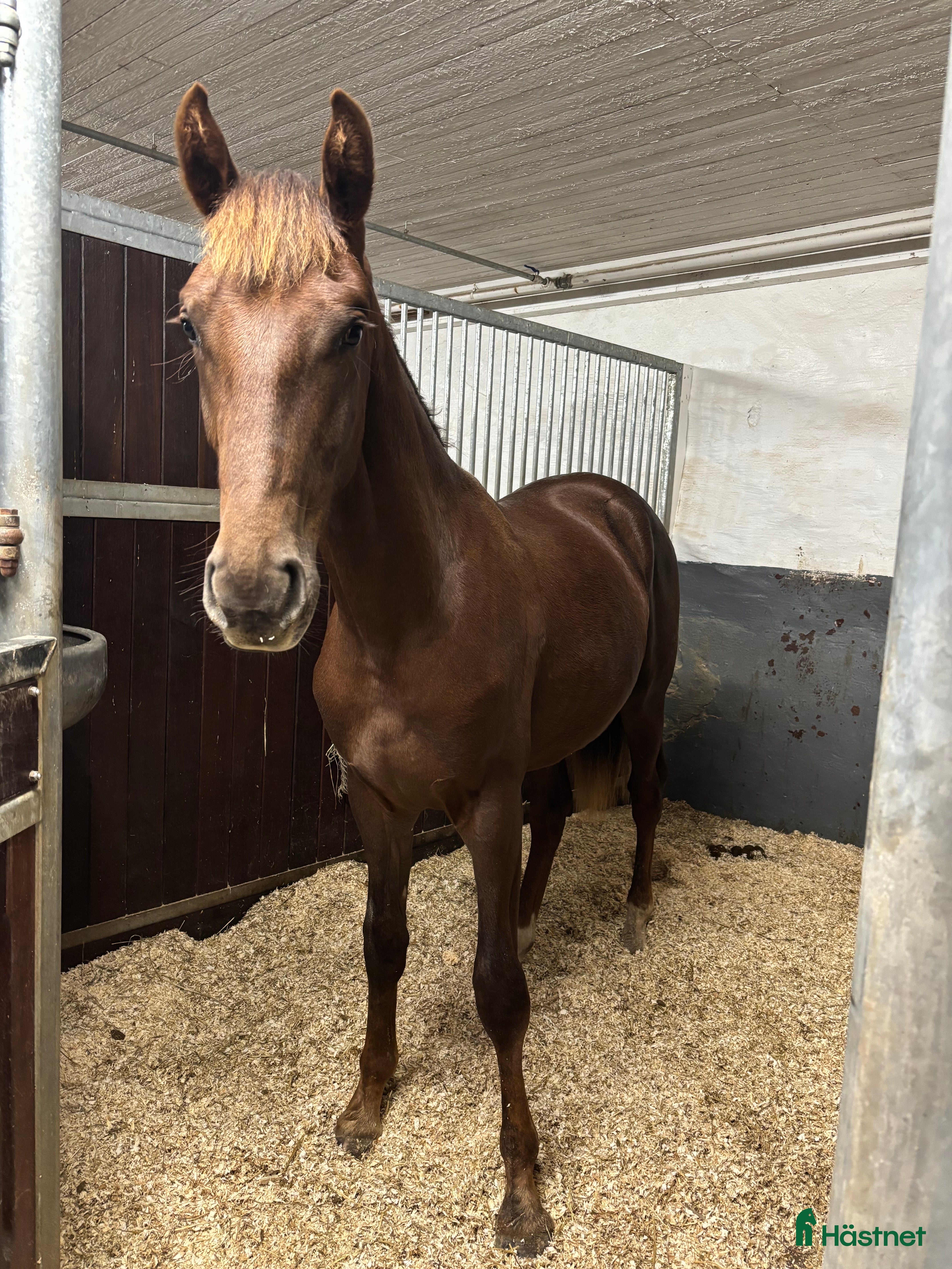  hästar Ädel 1 års hingst i Katrineholm - Annons 17