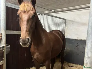 Dressyr hästar till salu: Ädel 1 års hingst i Katrineholm - Annons 1