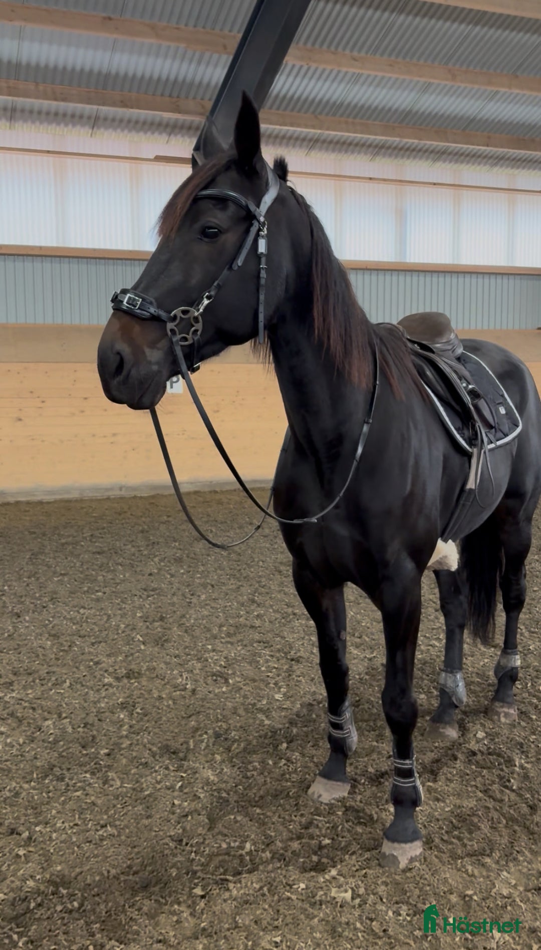 Allround hästar till salu: Snäll åttaåring säljes i Torslanda - Annons 2