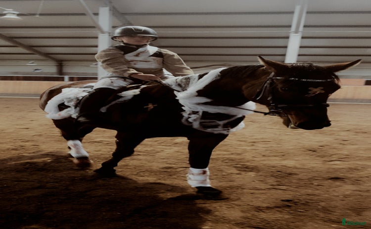  hästar Världens finaste kille  i Norrköping - Annons 4