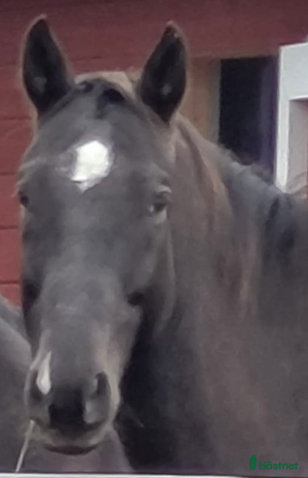 Allround hästar till salu: Max söker ett nytt hem i Munkfors - Annons 5