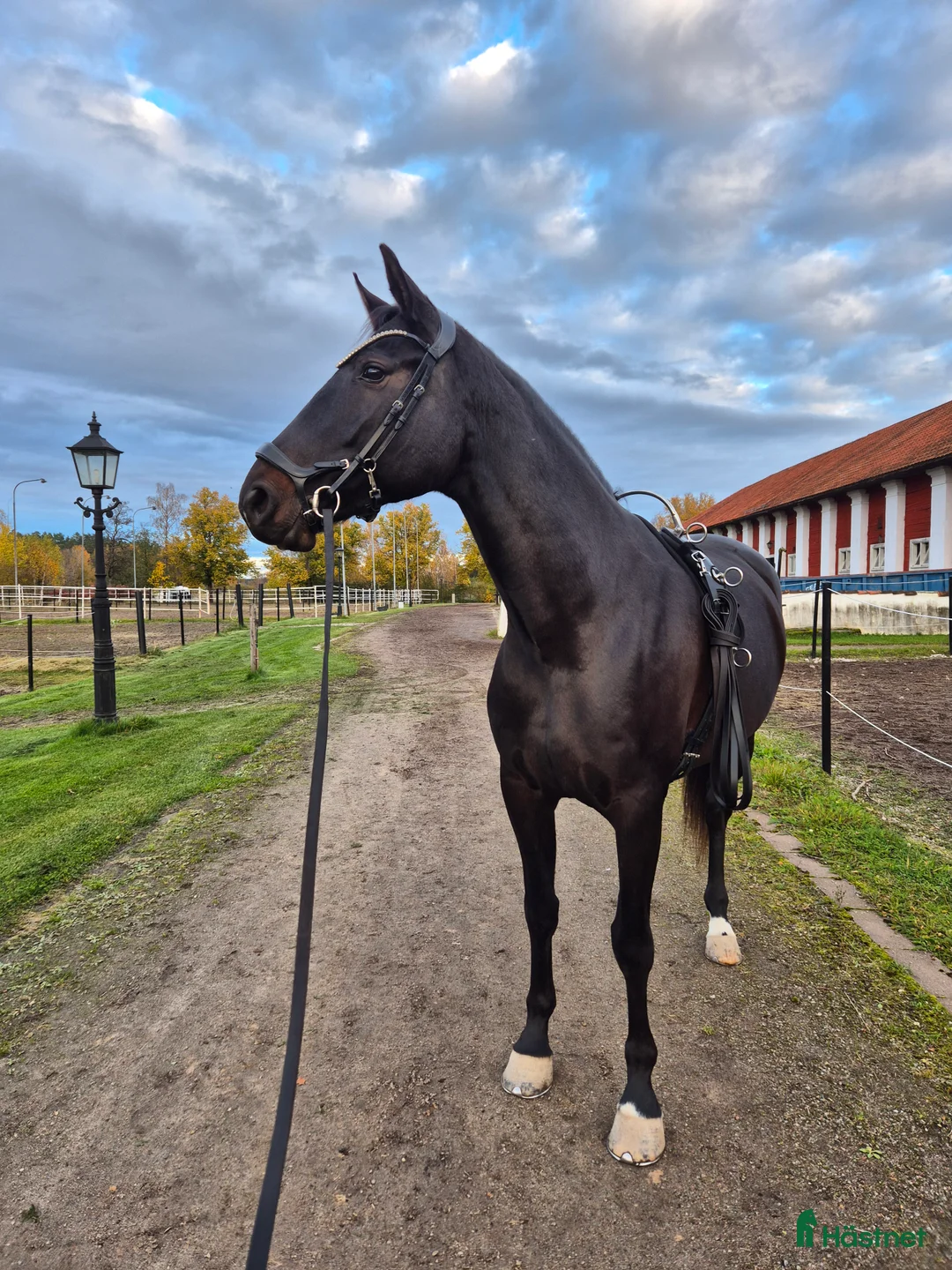 Hoppning hästar till salu: Arbetsvilligt sto för den orädda ryttaren  i Fagersta - Annons 5