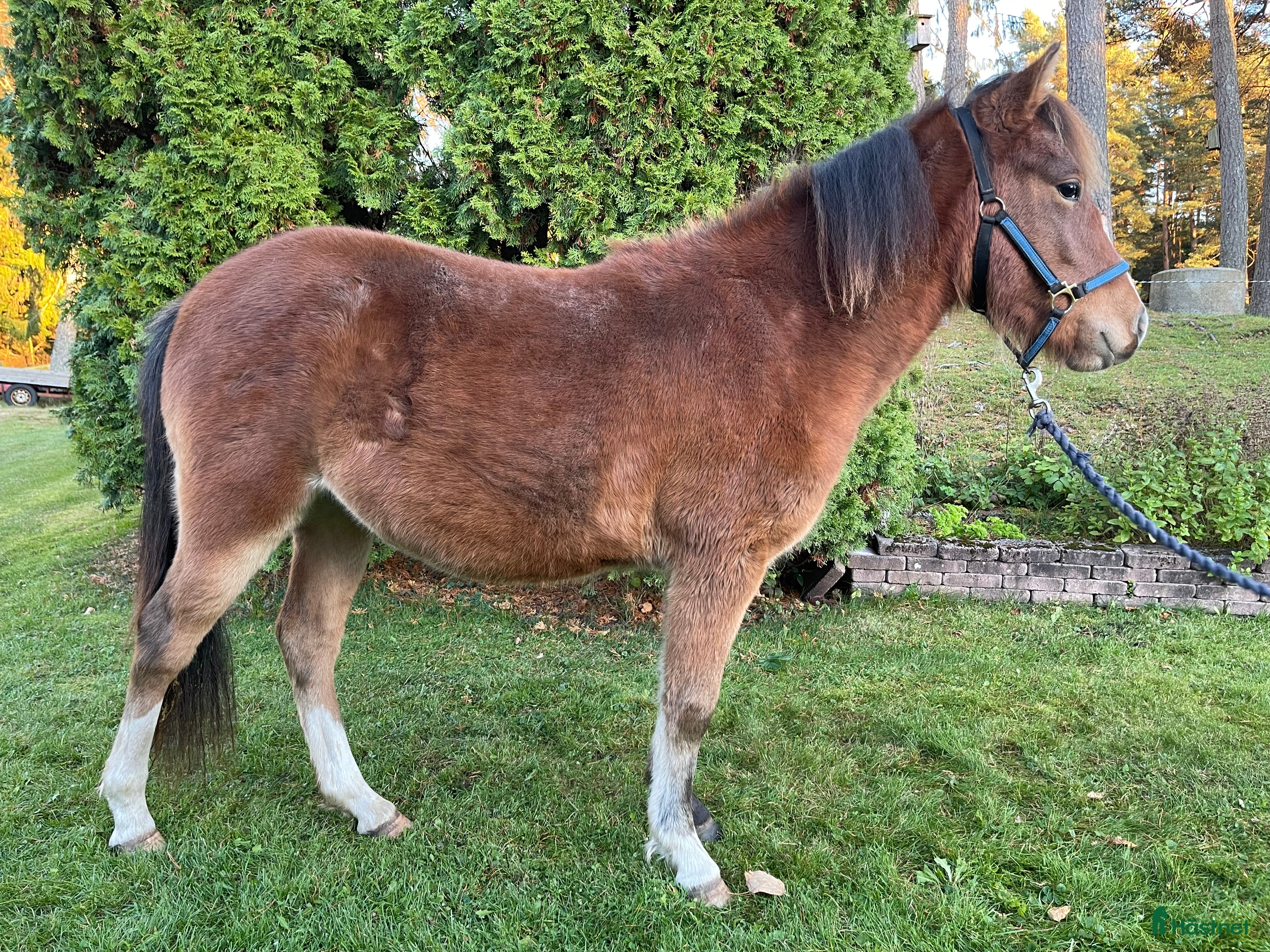  hästar Charmtroll delux! i Laholm - Annons 8