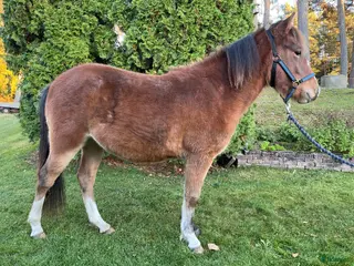 hästar Charmtroll delux! i Laholm - Annons 16