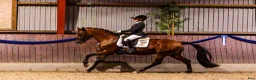 Dressyr hästar till salu: Top FEI pony  - Annons 4