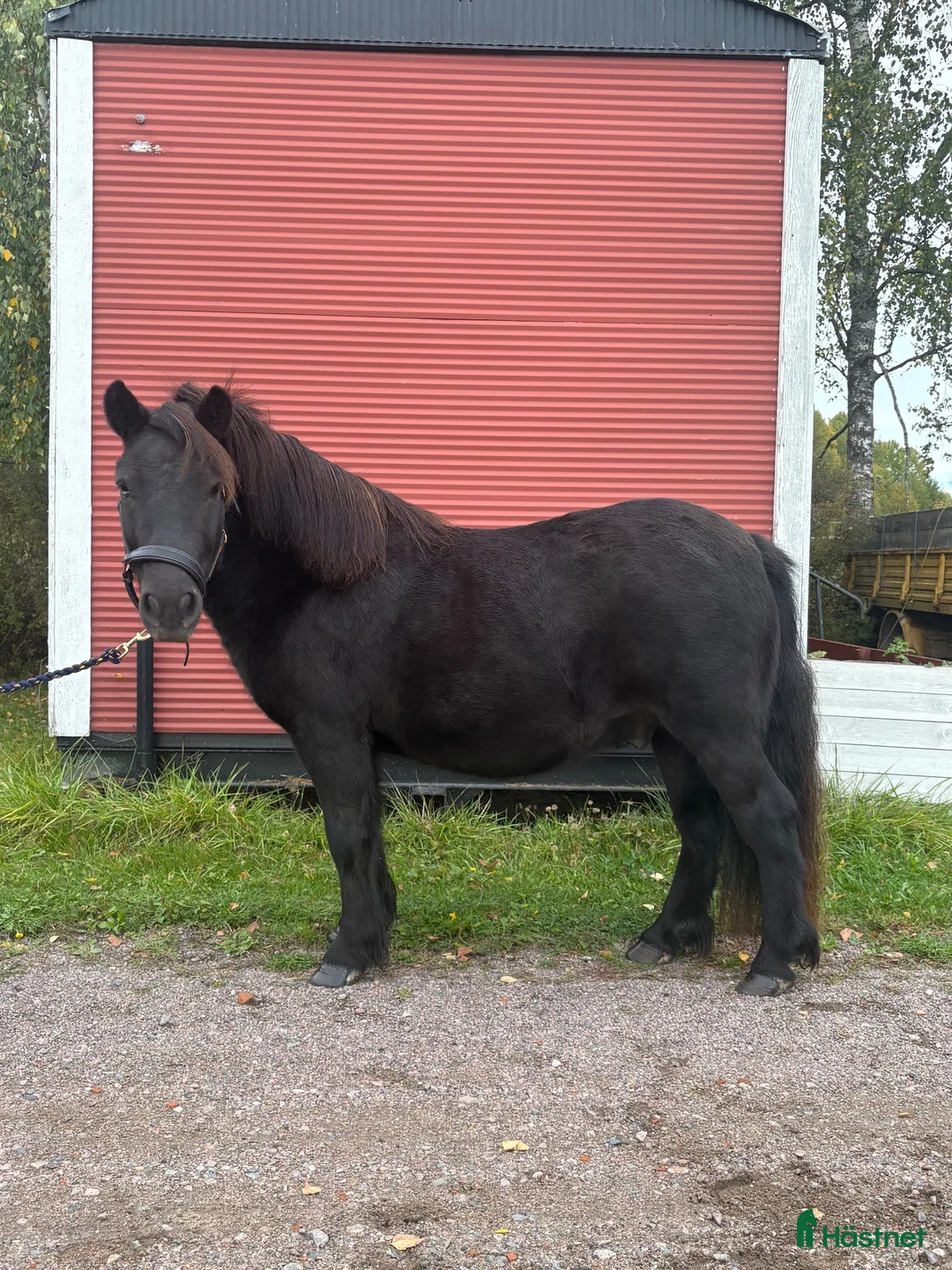 Trav hästar till salu: Snäll och trevlig valack - Annons 5
