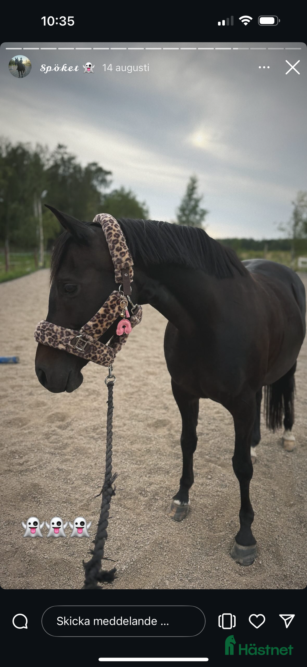 Allround hästar till salu: Vackert sto söker erfaren hästmänniska med NH tänk i Åkers Styckebruk - Annons 1