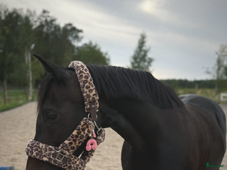 hästar Vackert sto söker erfaren hästmänniska med NH tänk i Åkers Styckebruk - Annons 13