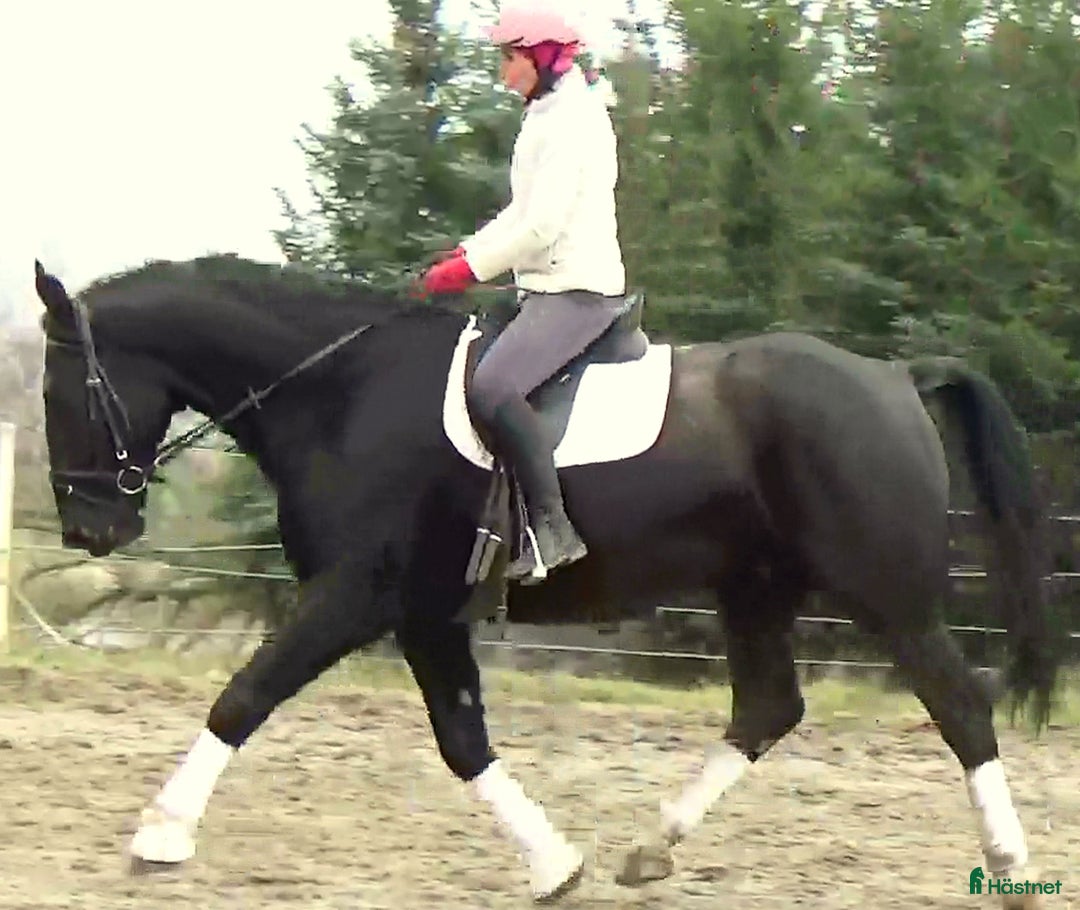Allround hästar till salu: Fantastic Silesian horse for Christmas time i Örsundsbro - Annons 15