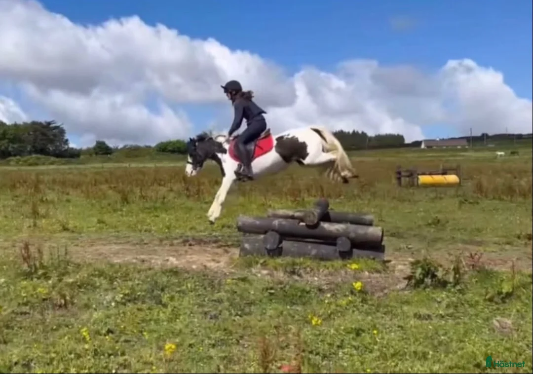 Allround hästar till salu: B-ponnyn du kan göra allt med!🌟 - Annons 8