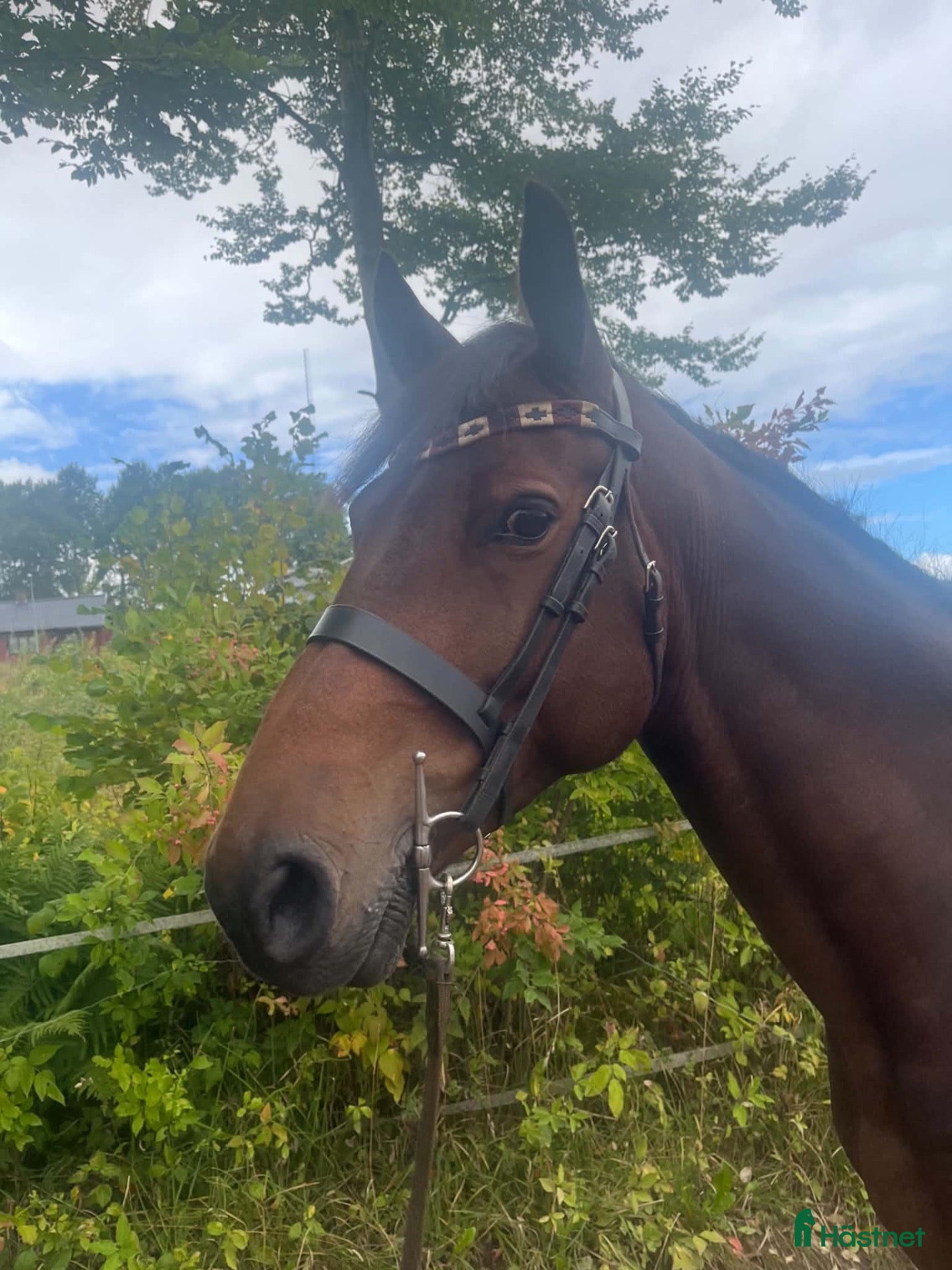  hästar Härligt sto  - Annons 2