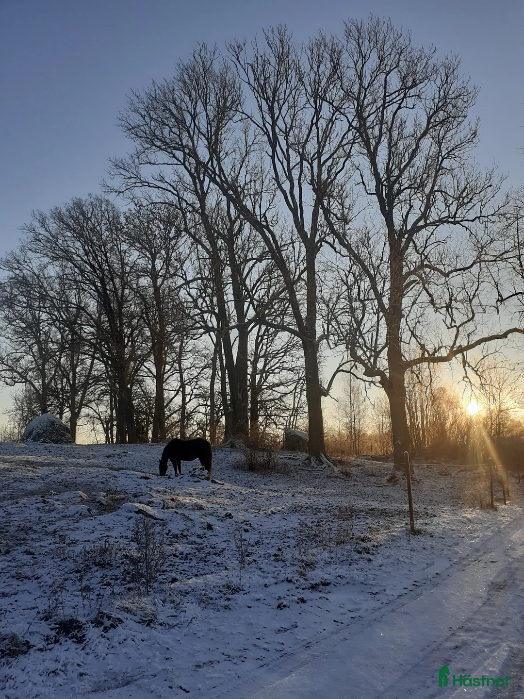  stallplats finnes: Lösdrift där hästar får vara hästar. i Tjällmo - Annons 10