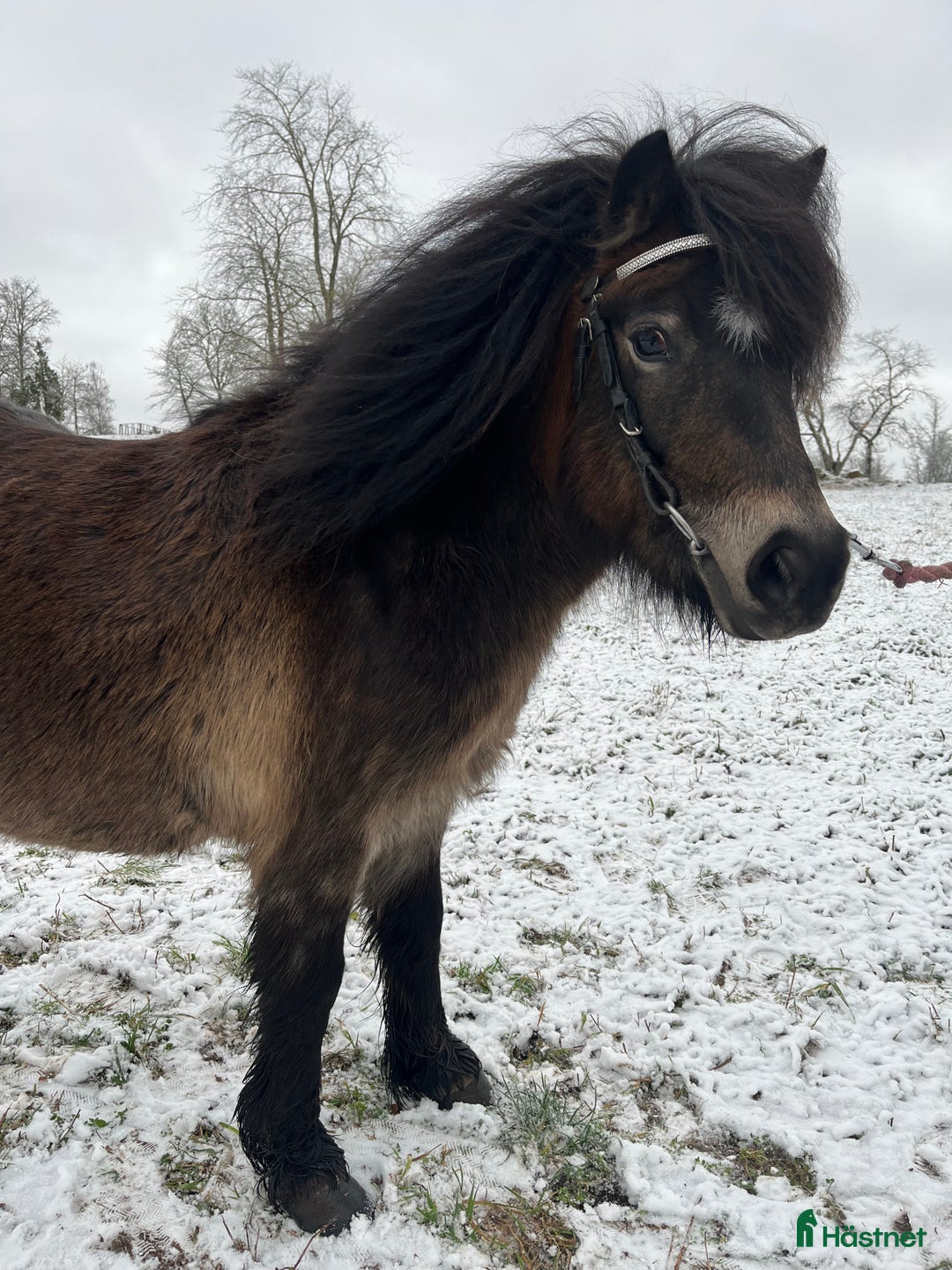 Allround hästar till salu: Diplomsto  i Tranås - Annons 3
