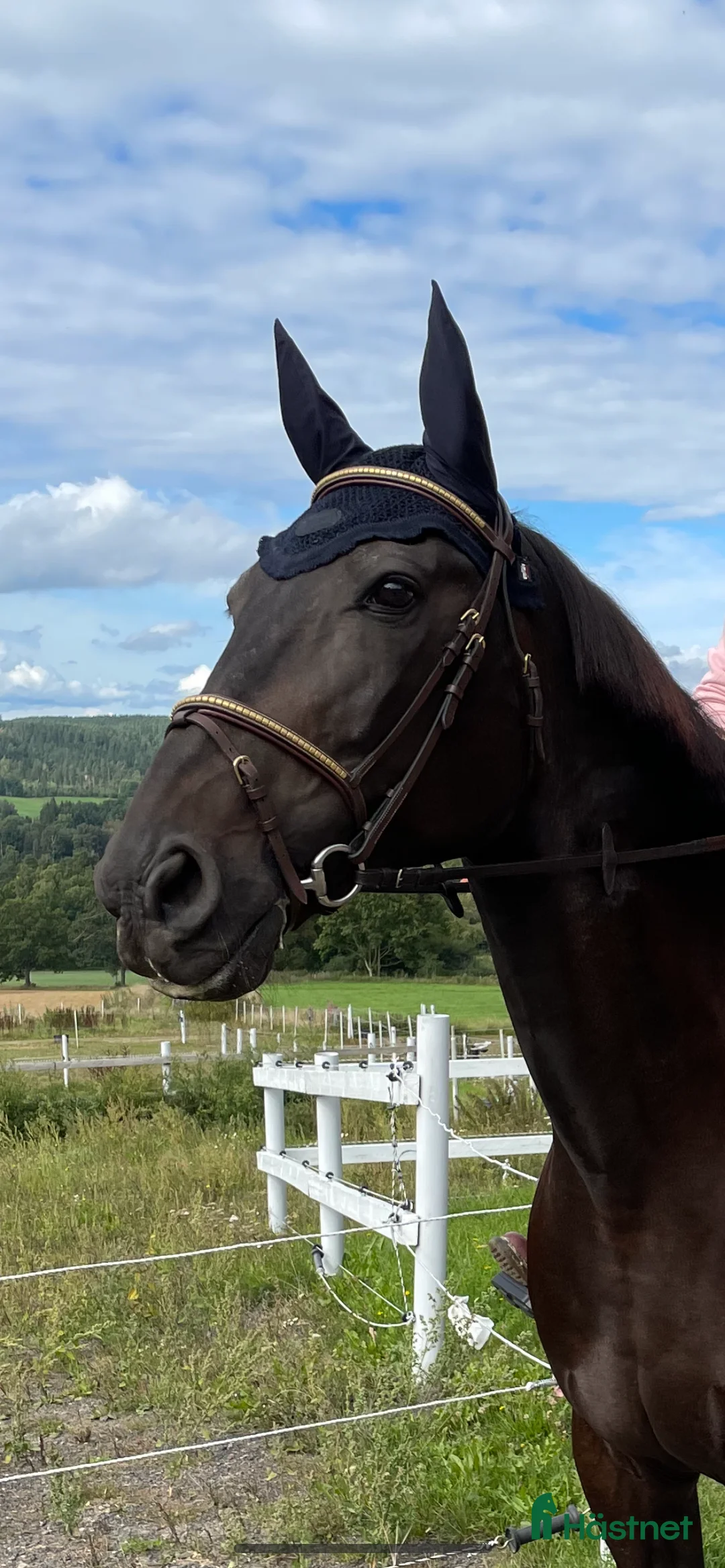 Träns hästutrustning till salu: Equipe klinker träns i Jönköping - Annons 1