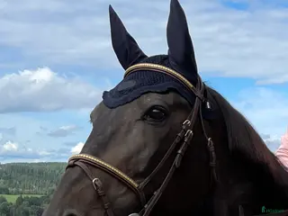 Träns hästutrustning Equipe klinker träns - Annons 2