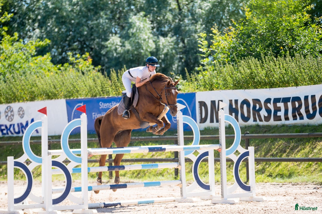  hästservice finnes: Utbildning, tävling och försäljning  - Annons 1