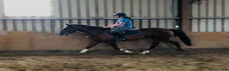 Allround hästar till salu: Lovely allrounder type 160cm - Annons 10