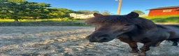  stallplats finnes: Lösdriftsplats Lerum - Annons 6