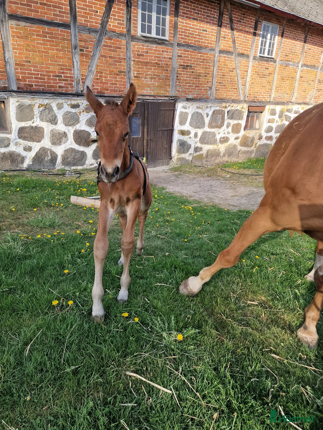 Hoppning hästar till salu: Stor massiv hingst  - Annons 6