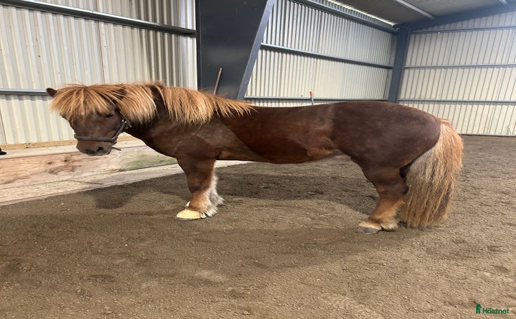  hästar i Ärla - Annons 8