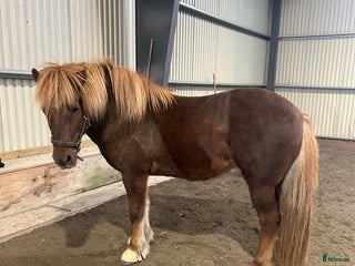 hästar i Ärla - Annons 6