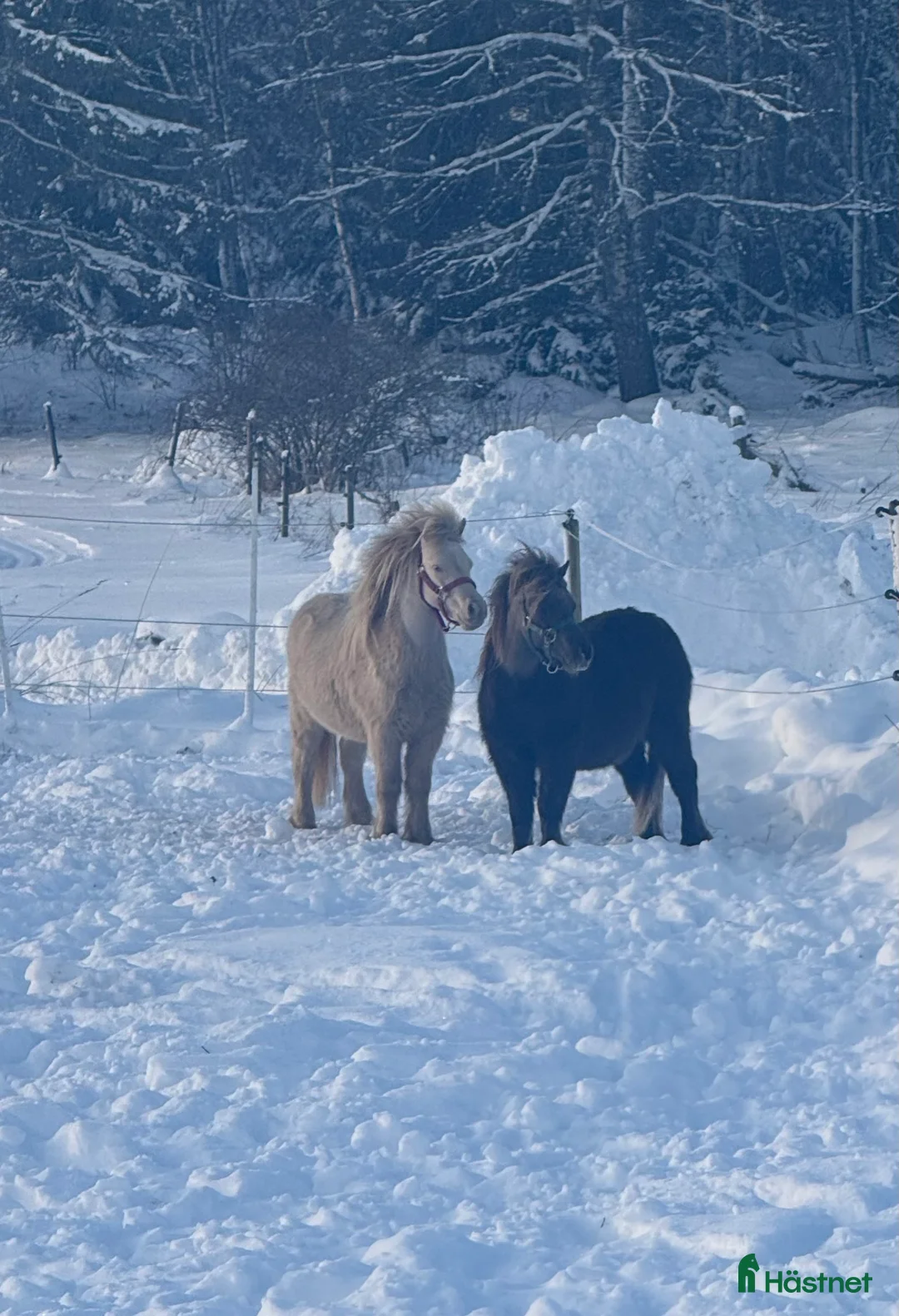 Övrigt hästar till salu: Två magiska AMHA 🦄 i Björklinge - Annons 10