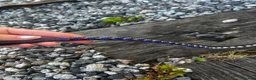 Övrig Hästutrustning hästutrustning till salu: Divoyh pannband - Annons 2
