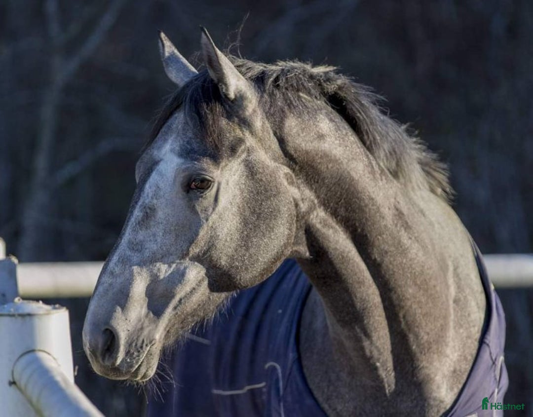 Allround hästar till salu: Min fina prins i Söderala - Annons 5