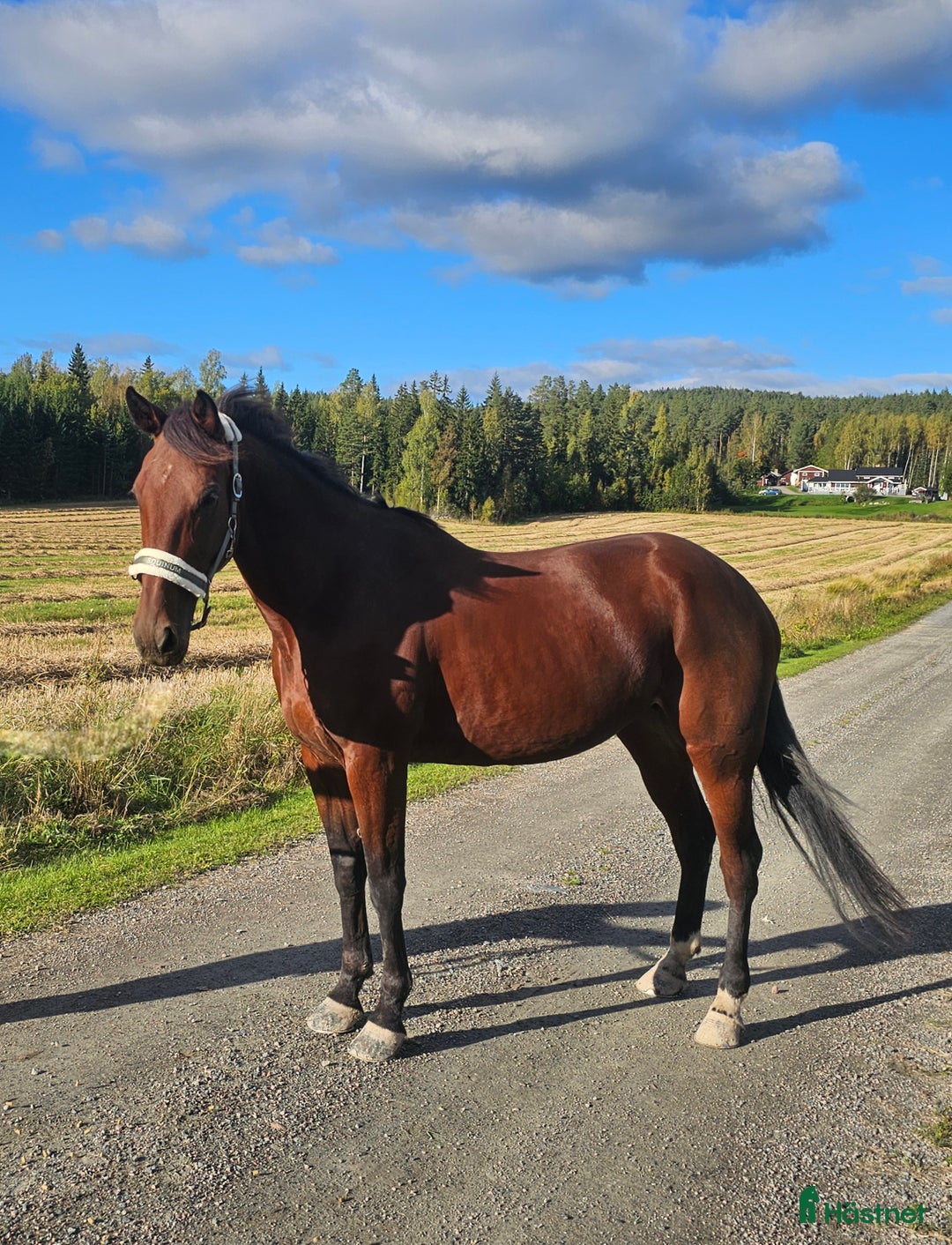 Allround hästar till salu: Socker söt och Lojal tjej. i Stora Skedvi - Annons 2