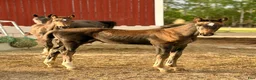 Fälttävlan hästar till salu: Två 🐎 fälttävlansstammade med möderne i OS - Annons 3