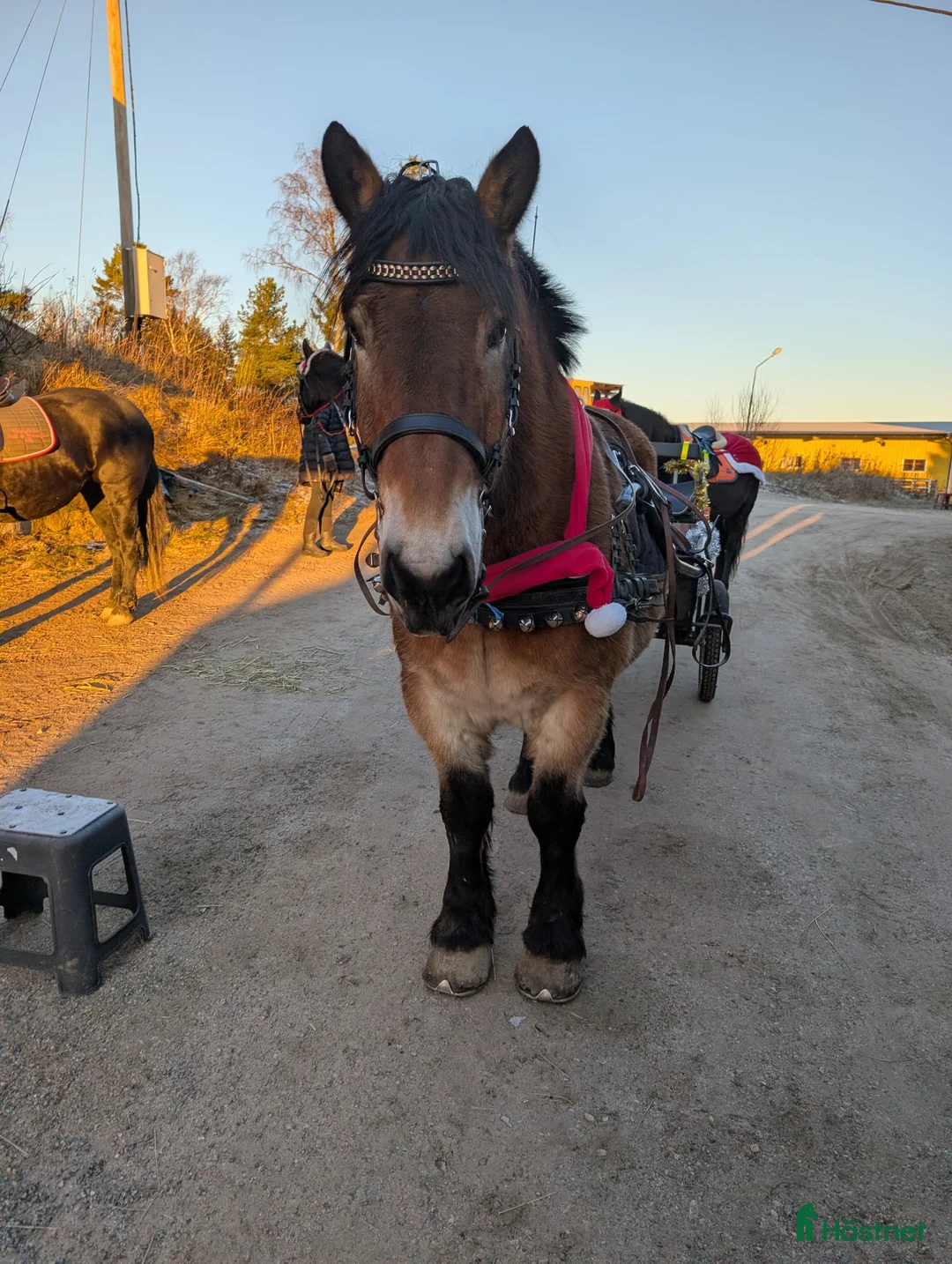 Körning hästar till salu: Trevlig körhäst - Annons 1