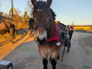 hästar Trevlig körhäst - Annons 2