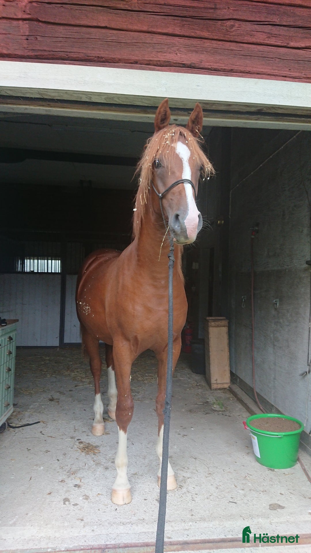 Allround hästar till salu: Stor och snygg 1-åring i Malmköping - Annons 3