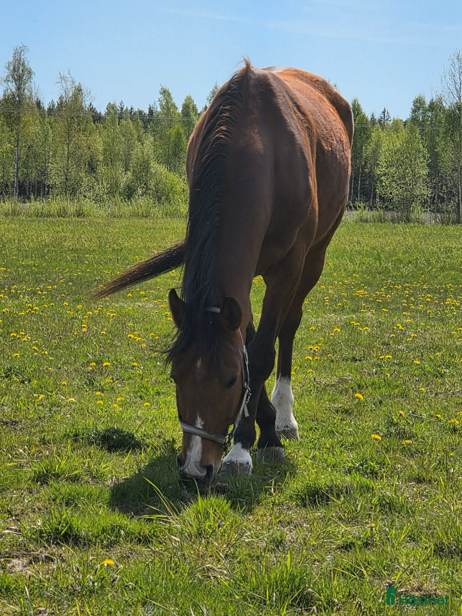  hästar 6-årig valack - Annons 1
