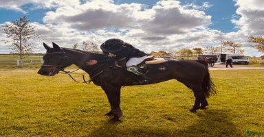  hästar Charmigt hoppsto i Ängelholm - Annons 12