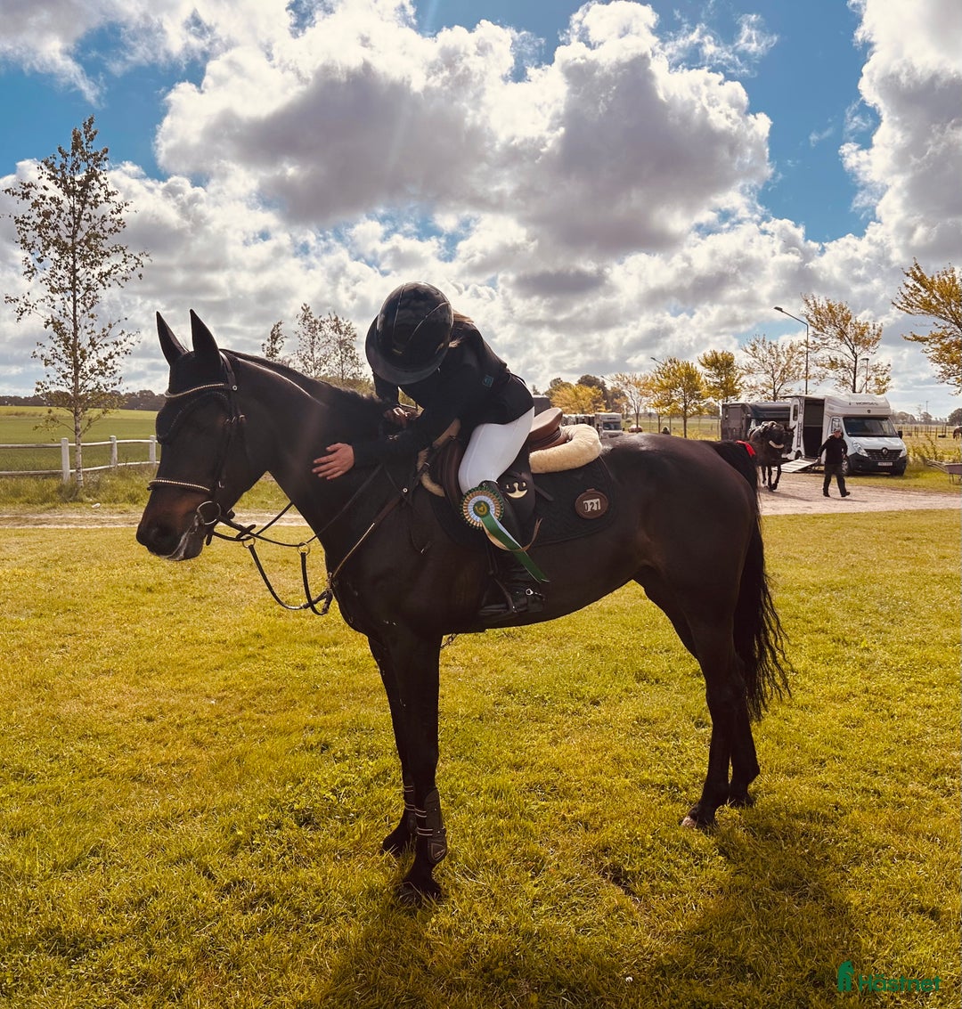 Hoppning hästar till salu: Charmigt hoppsto i Ängelholm - Annons 3