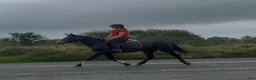 Hoppning hästar till salu: Connemara mare - Annons 11