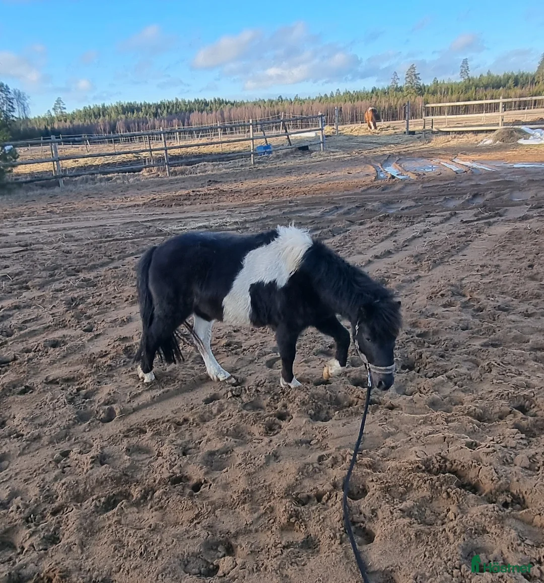 Allround hästar till salu: Underbar liten american curly blivande barnponny - Annons 2