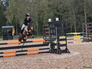 hästar Hopponny med power i Skillingaryd - Annons 16