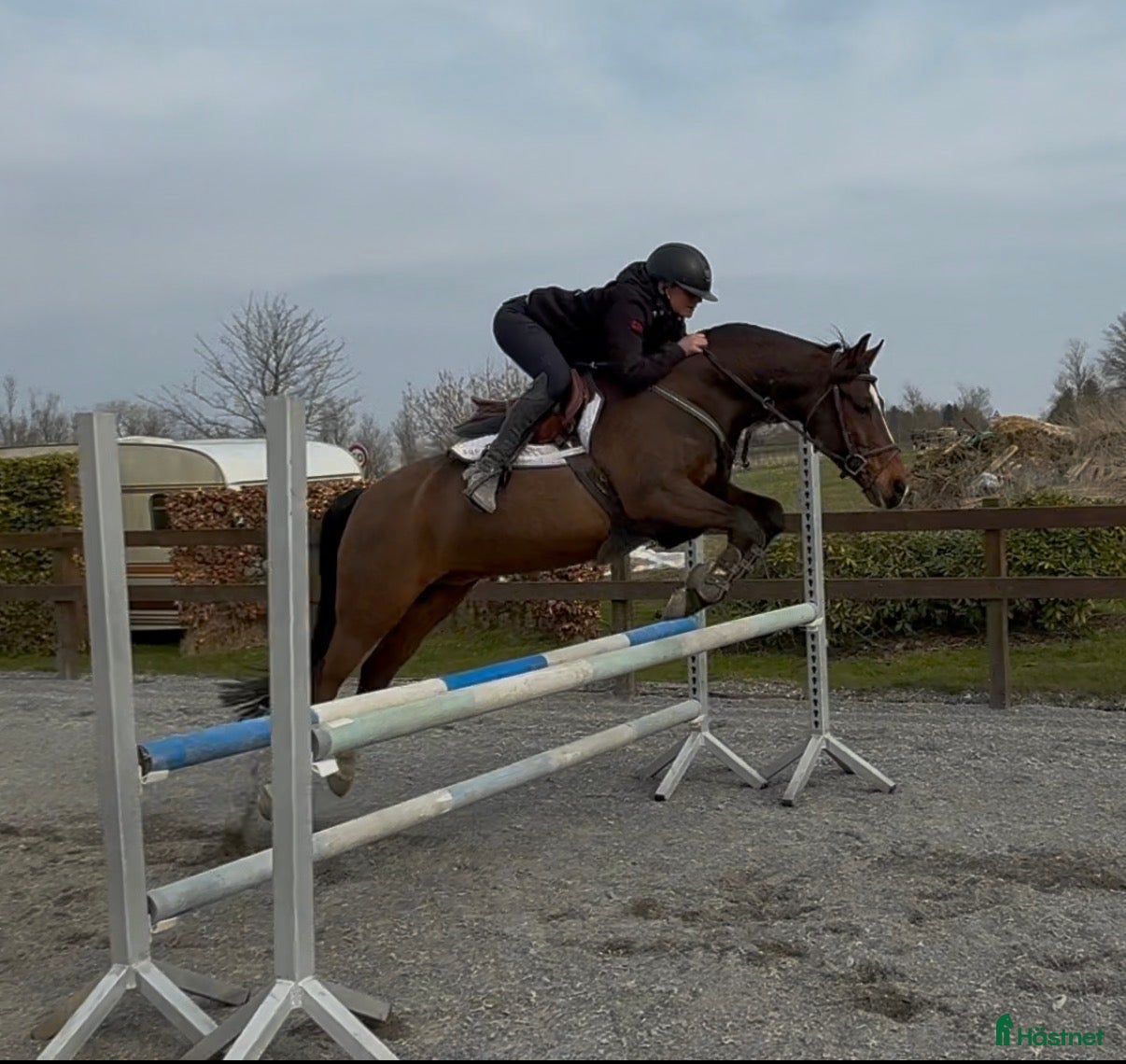  hästar Allround pony forsale  - Annons 5
