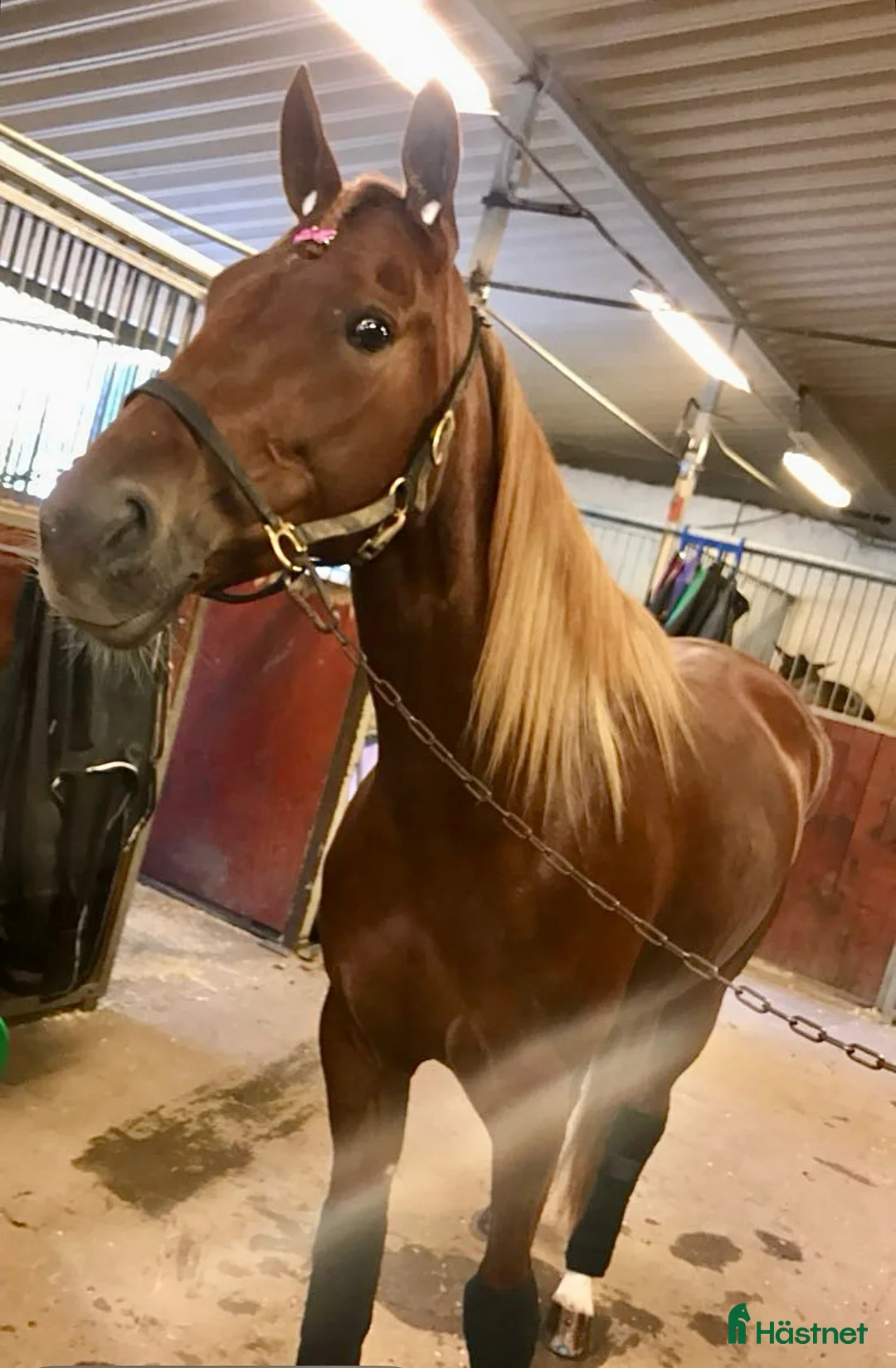 Trav hästar till salu: Årsföl e. Very Kronos  - Annons 3